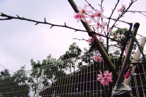 桜